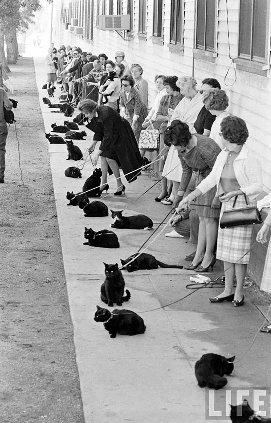 Audition for the Perfect Black Cat in Hollywood in 1961 Movies