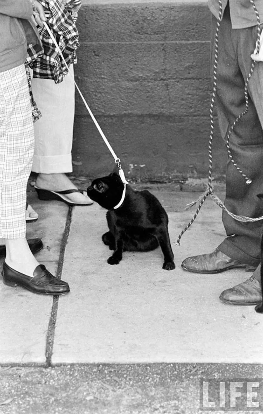 Audition for the Perfect Black Cat in Hollywood in 1961 Movies
