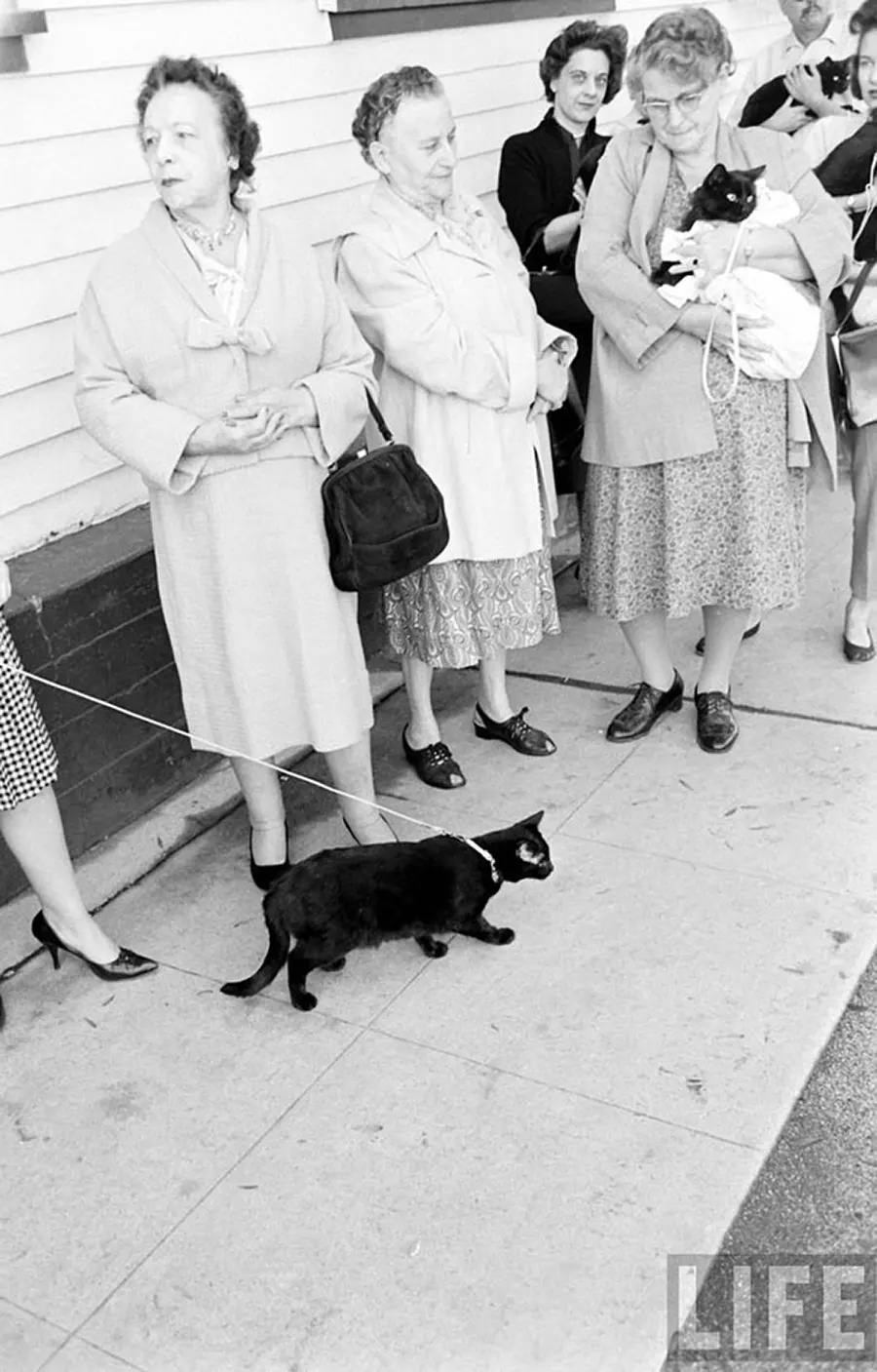 Audition for the Perfect Black Cat in Hollywood in 1961 Movies