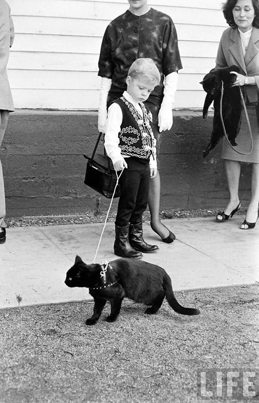 Audition for the Perfect Black Cat in Hollywood in 1961 Movies