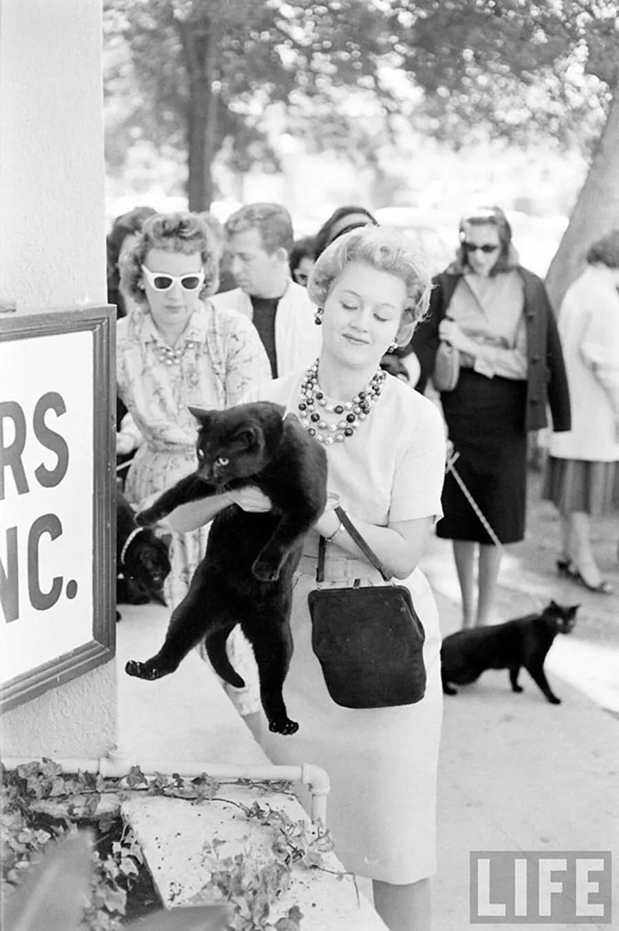 Audition for the Perfect Black Cat in Hollywood in 1961 Movies