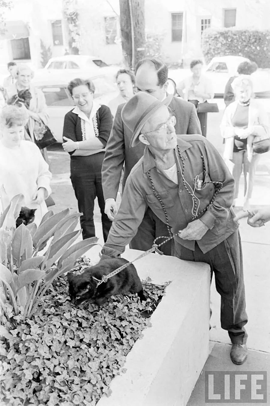 Audition for the Perfect Black Cat in Hollywood in 1961 Movies