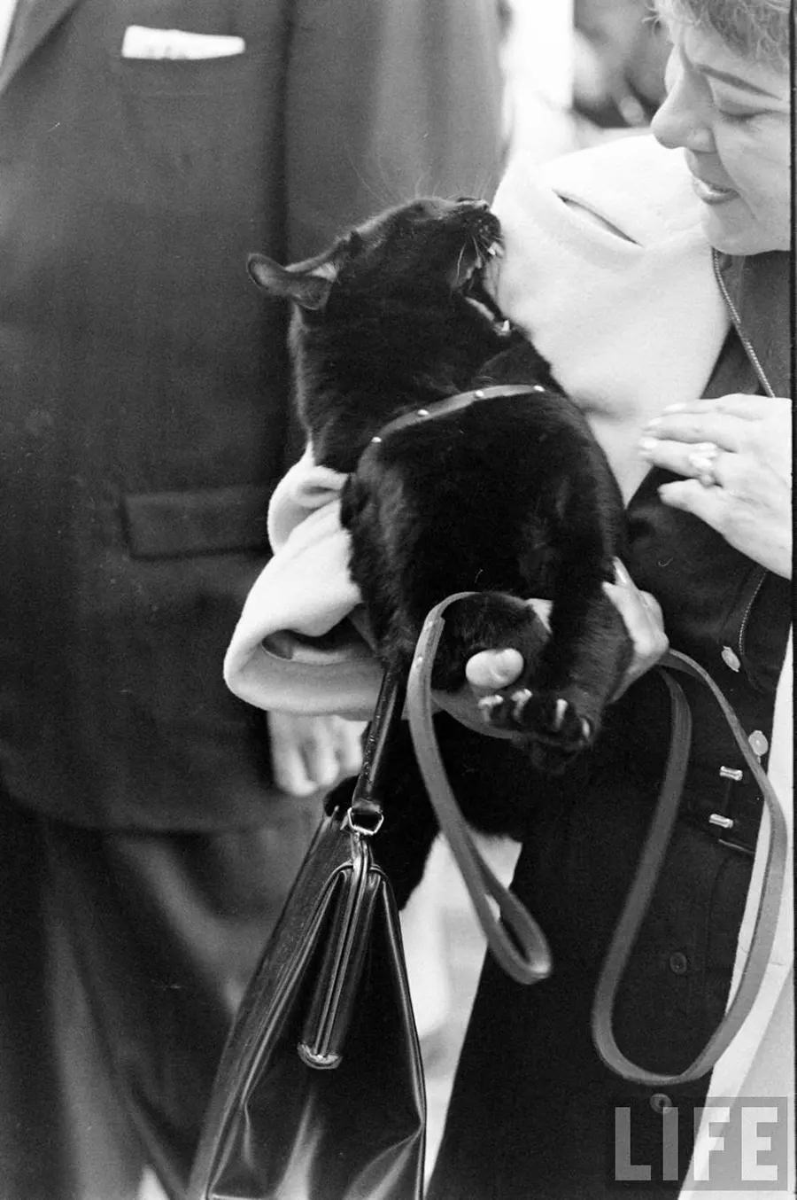 Audition for the Perfect Black Cat in Hollywood in 1961 Movies