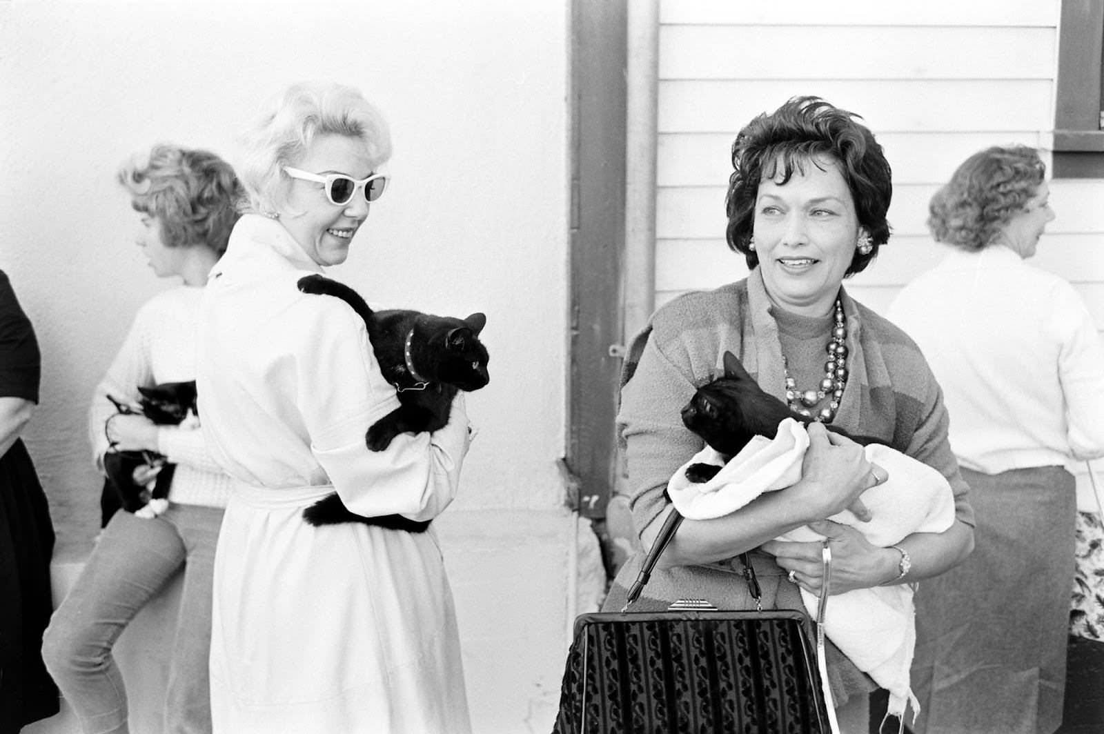 Audition for the Perfect Black Cat in Hollywood in 1961 Movies