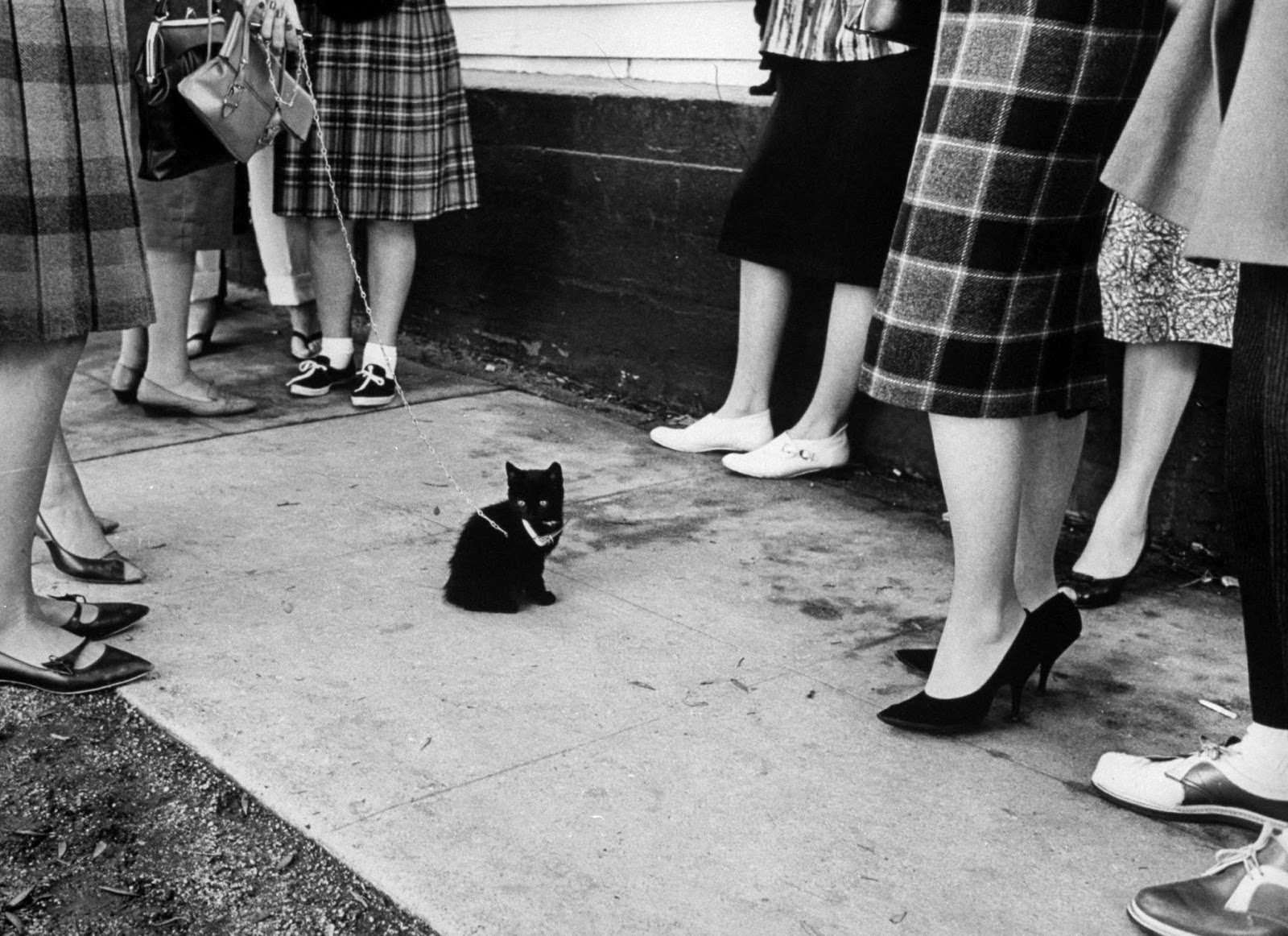 Audition for the Perfect Black Cat in Hollywood in 1961 Movies