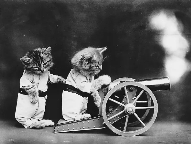 Funny and Cute Historical Photos of Cats and Dogs dressed up as People, 1910s Funny