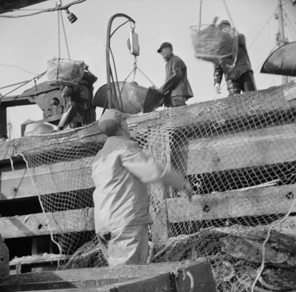 #16 Dock stevedores at the Fulton fish market sending up baskets of fish from the holds of the boats, 1930s