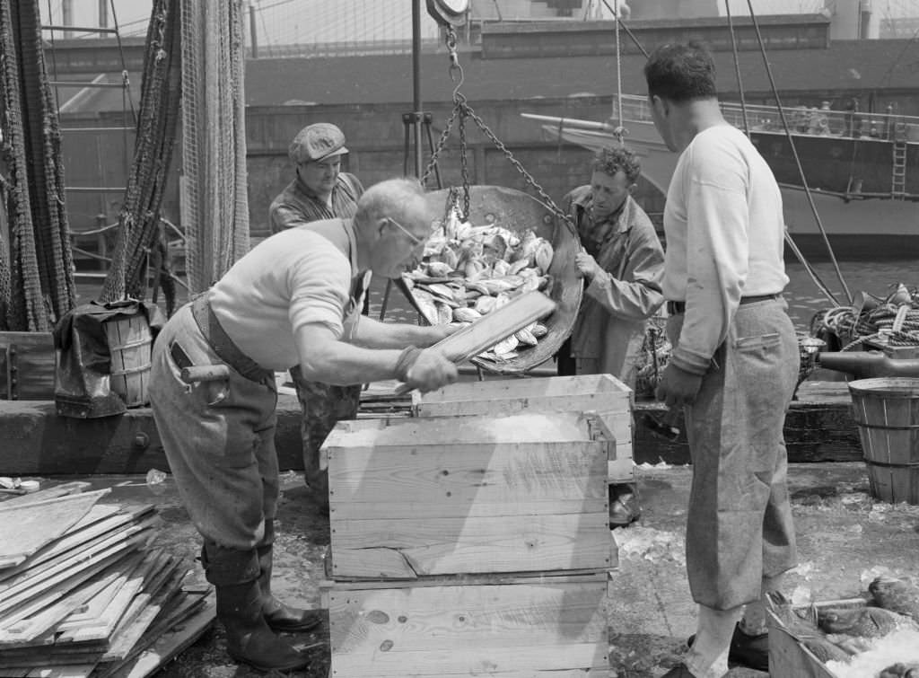 #125 Dock Stevedores Packing And Icing Fish a the Fulton Fish Market