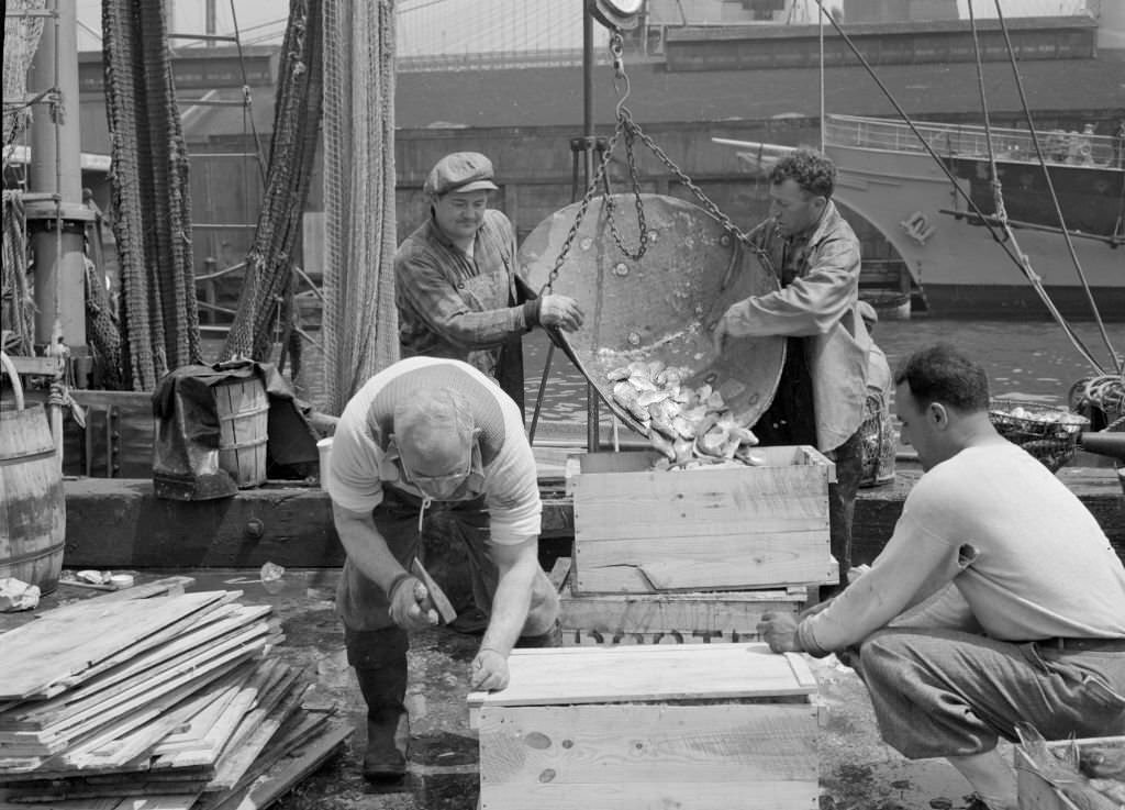 #127 Dock Stevedores Packing And Icing Fish At The Fulton Fish Market