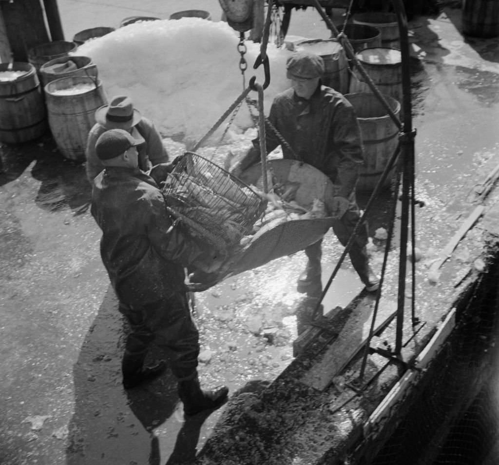 #135 Fulton fish market dock stevedores unloading and weighing fish in the early morning.