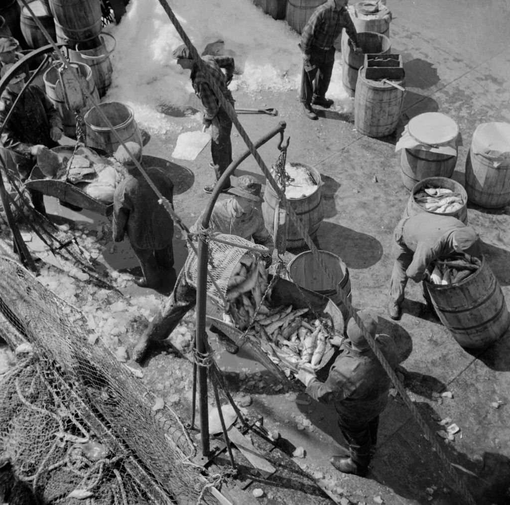 #143 Fulton fish market dock stevedores unloading and weighing fish in the early morning, 1930s