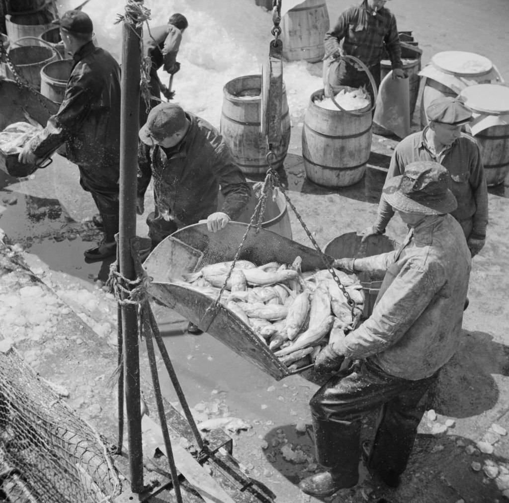 #144 Fulton fish market dock stevedores unloading and weighing fish in the early morning, 1930s
