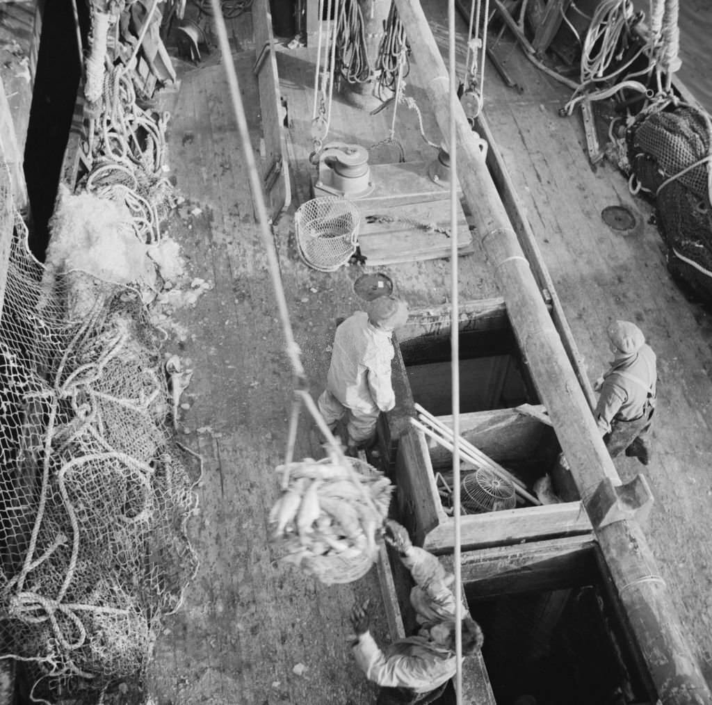 #24 Dock stevedores at the Fulton fish market sending up baskets of fish from the holds of the boats, 1920s