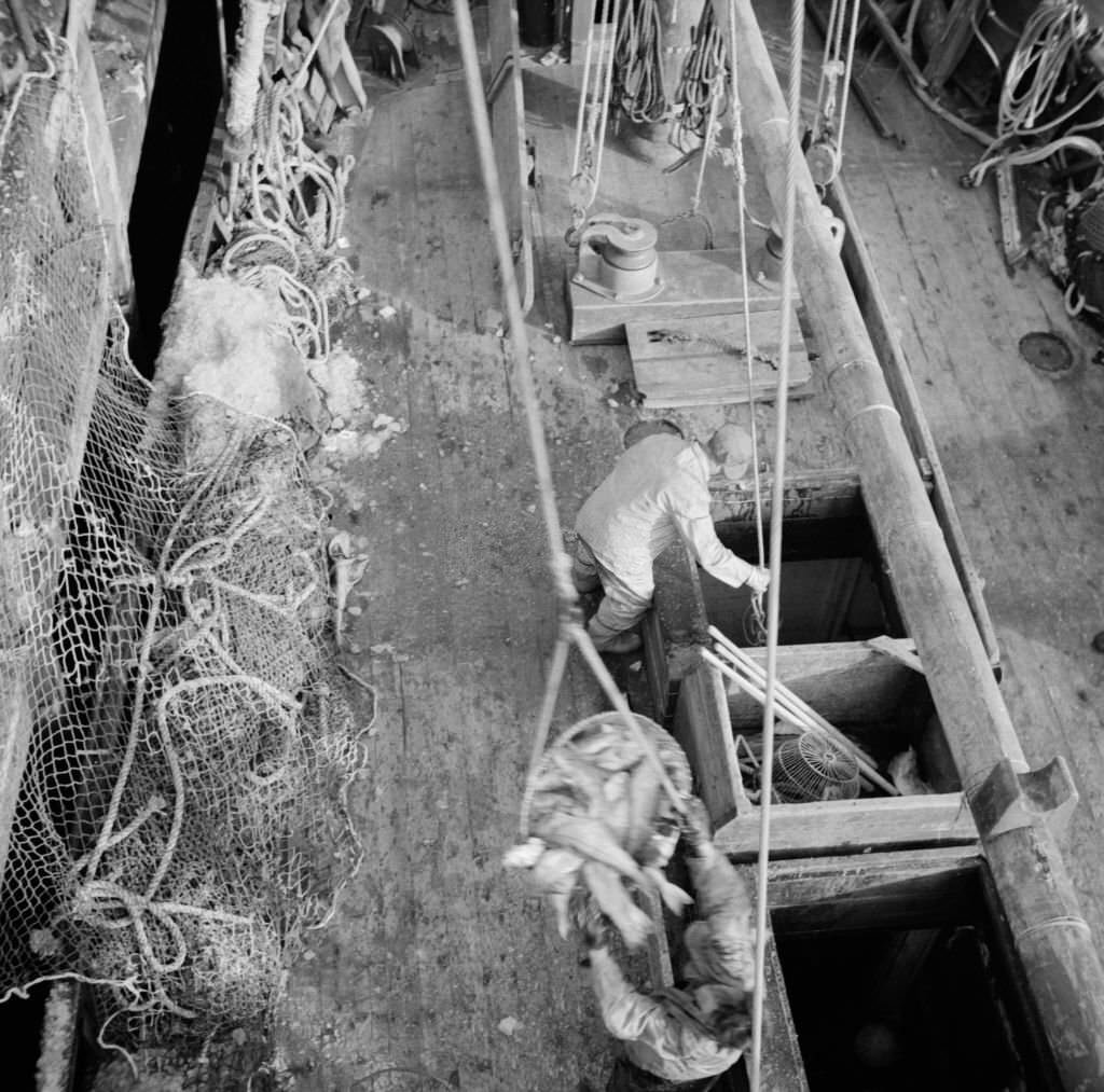 #27 Dock stevedores at the Fulton fish market sending up baskets of fish from the holds of the boats to the docks, 1920s