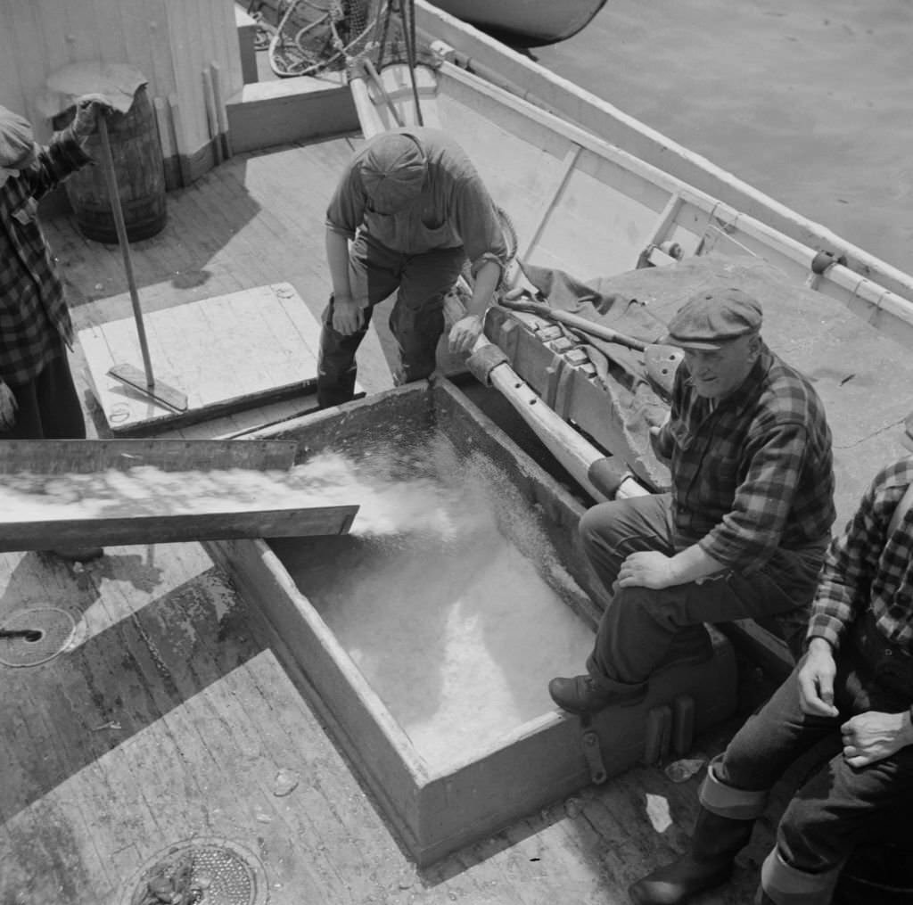 #48 Icing the hold of a ship at the Fulton fish market, 1930s