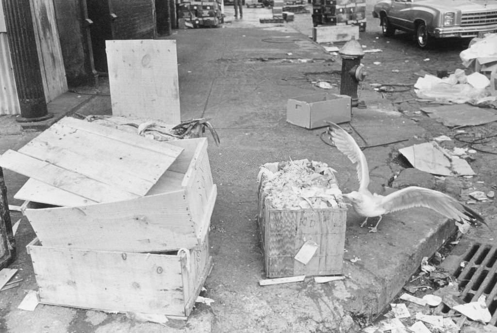 #56 Seagulls feeding on scraps at the old Fulton Fish Market in the Bronx, New York City, 1978.