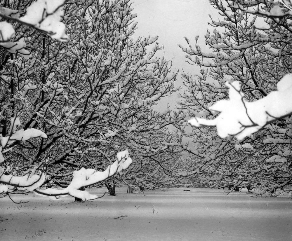#9 A snowed-under walnut orchard on North Hazeltine Avenue in Van Nuys takes on a New England look.