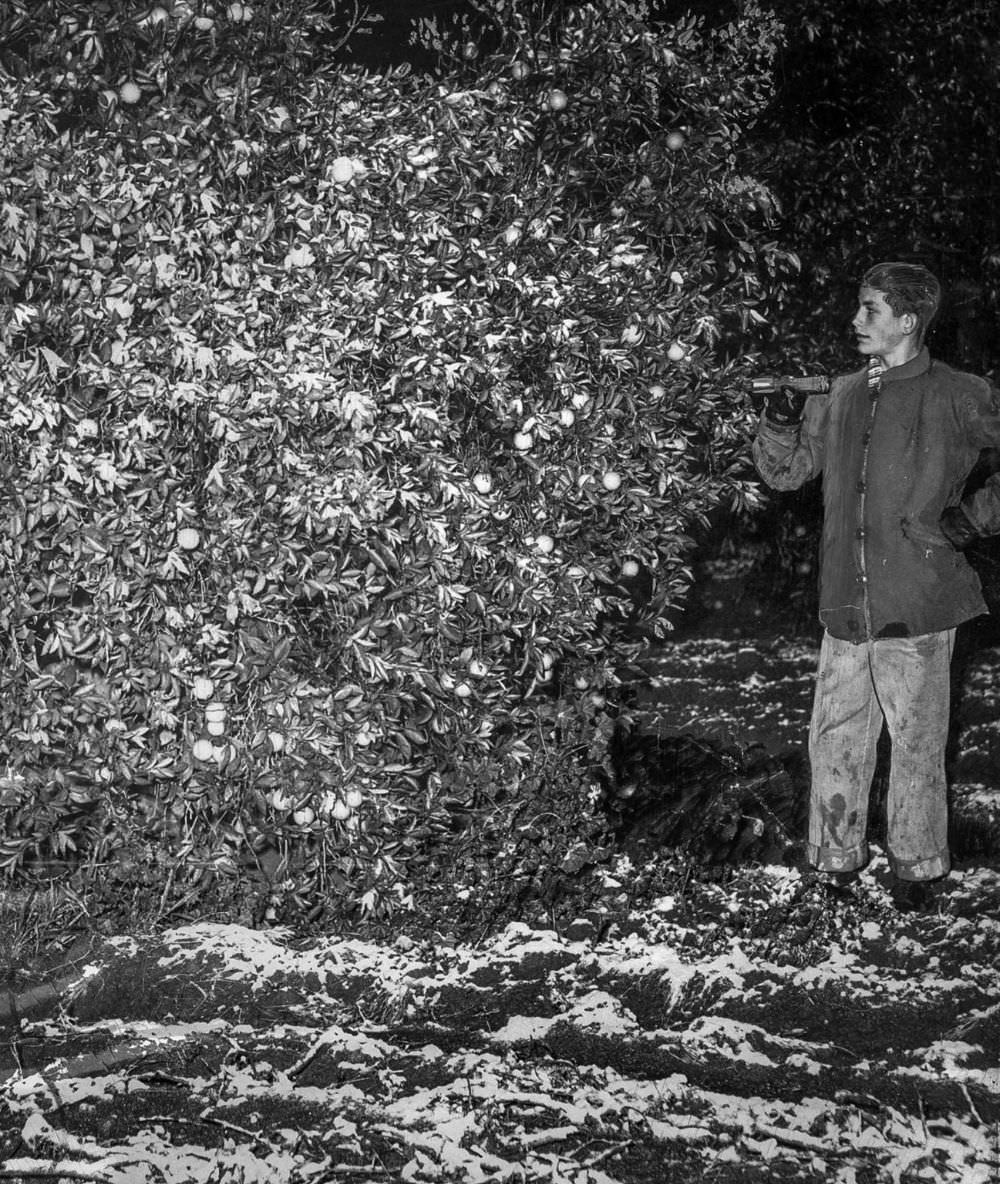 #8 Man in Riverside examines snow on citrus trees on January 10, 1949.