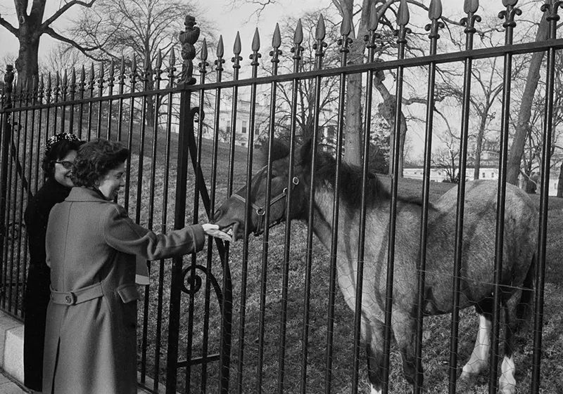 #14 Government employee Helen Milson feeds sugar to Macaroni on the South Lawn.
