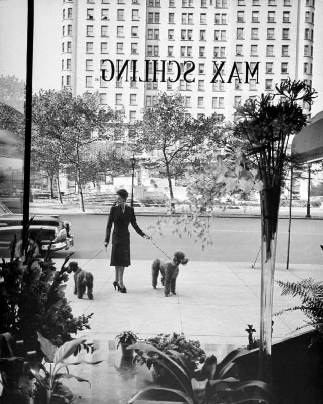 #12 Chic woman walking her poodles along sidewalk on Fifth Avenue, 1942.