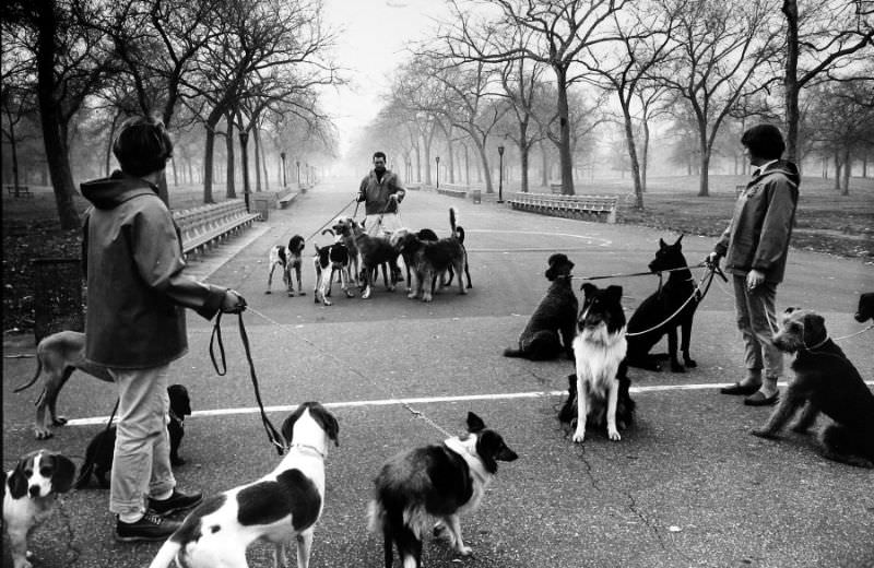#23 Dog walking in Central Park, NYC, 1964.