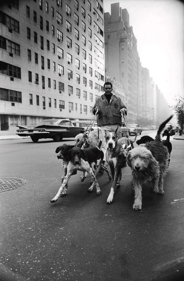 #24 Dog walker, New York, 1967.