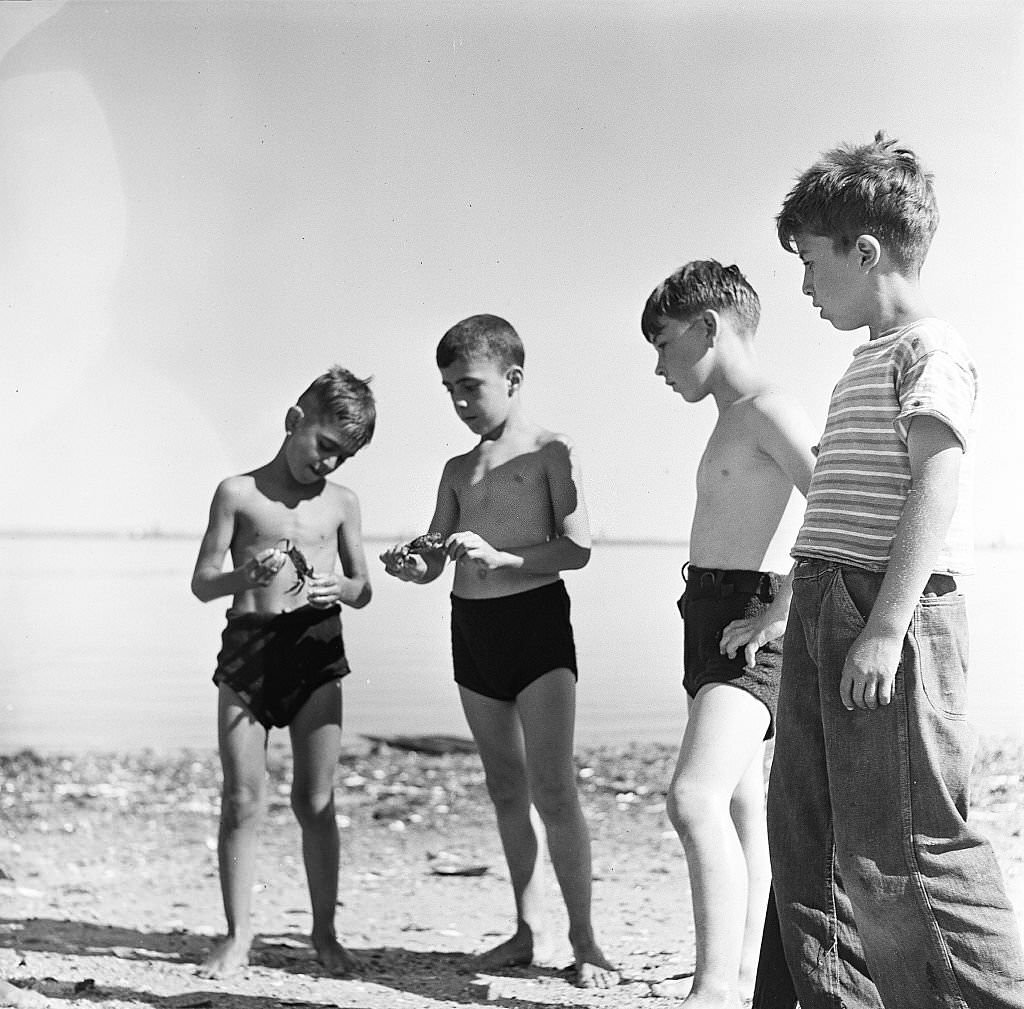 #3 Boys examine a crab on the beach on Cape Cod, Provincetown, Massachussetts, 1947.