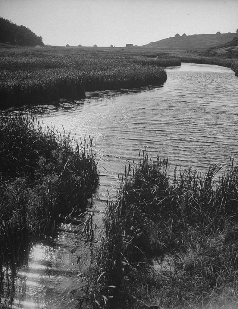 #31 A view of a stream in Corn Hill, Massachusetts, 1945.
