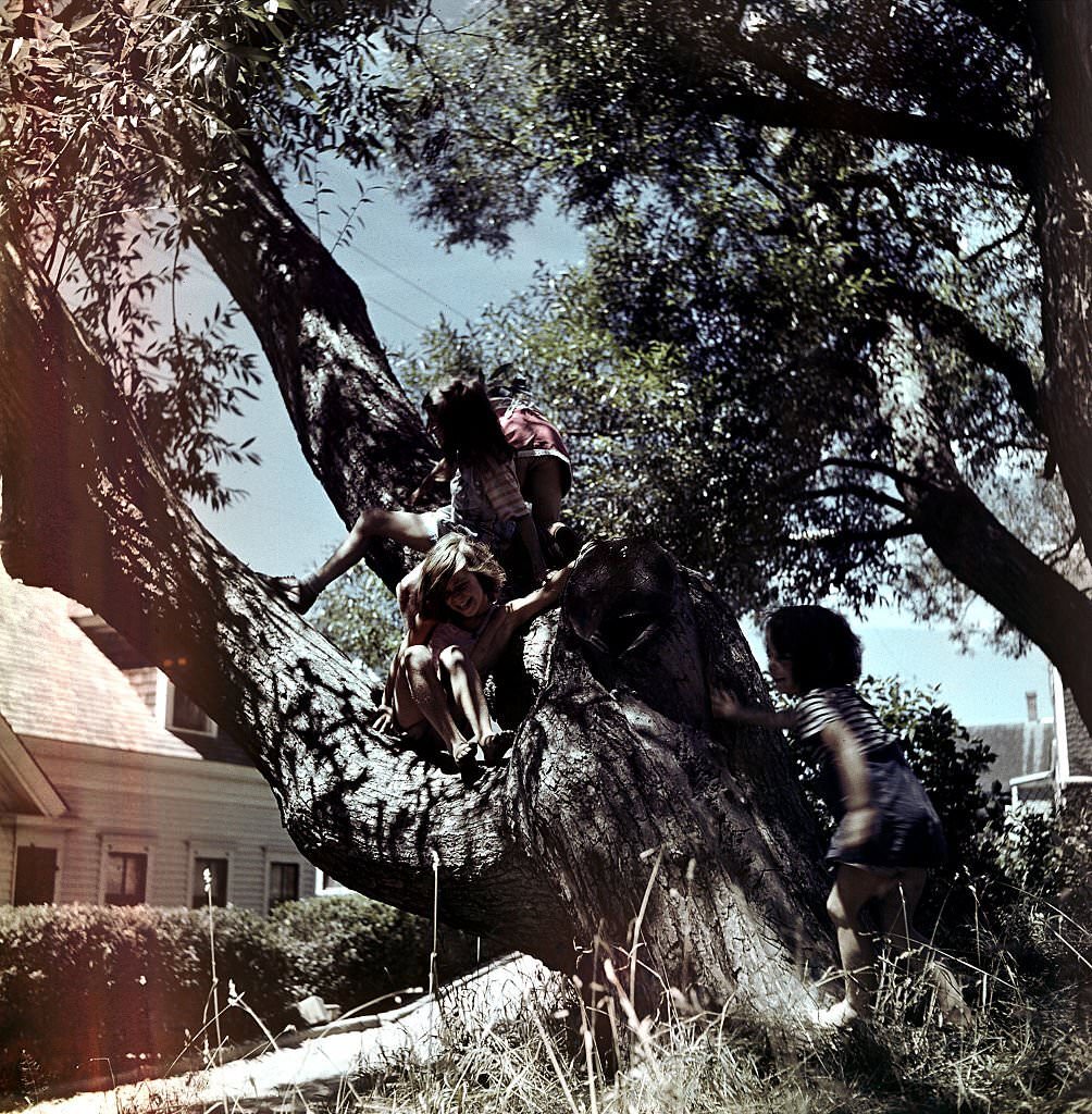 #47 Children play and climb a tree, Provincetown, Massachusetts, 1948.