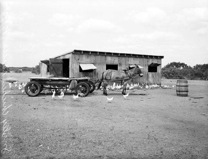 #118 Mule-pulled wagon in front of poultry house 1943
