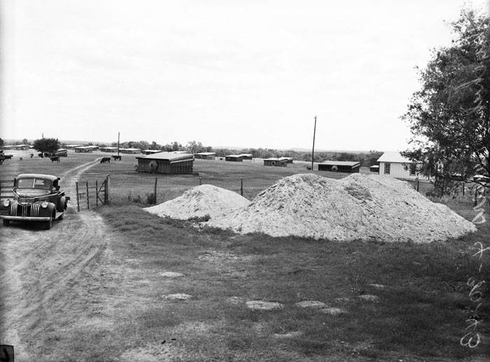 #122 Cattle around poultry houses, 1943