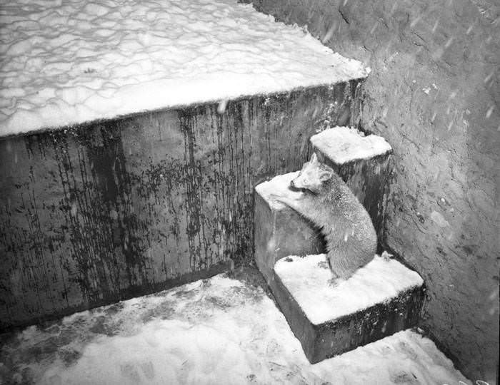 #53 Snow at San Antonio Zoo, San Antonio, 1949