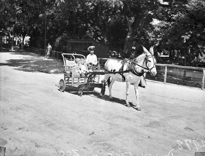 #147 Children riding in horse-drawn cart at San Antonio Zoo, San Antonio, 1942