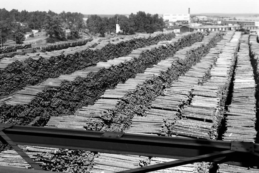 #6 Woodchip on the beach at Norrsundet, Uppsala, Sweden, 1969.