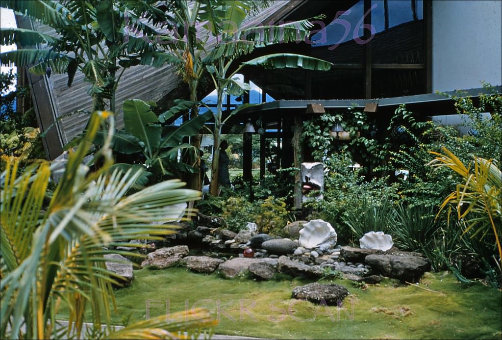 #251 The tropical garden outside the Ravi Lobby at the old Waikikian Hotel, 1957