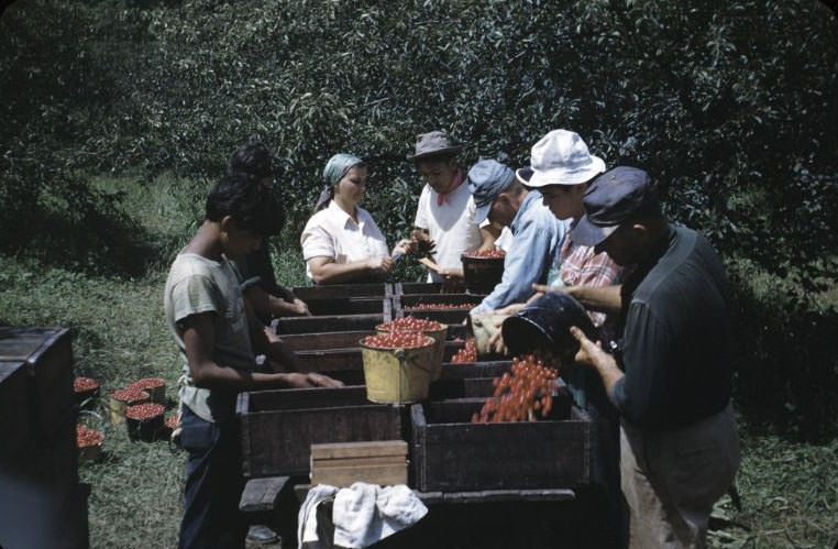#11 Checking station at cherry orchard, Bethany Indian Mission, Wittenberg, Wisconsin, 1953