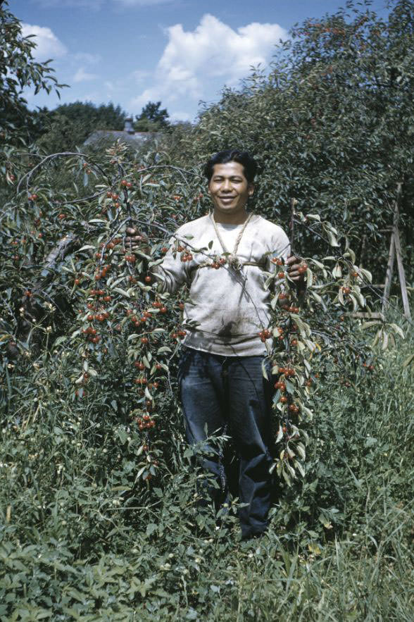 #32 Julian Valena in cherry orchard, Bethany Indian Mission, Wittenberg, Wisconsin, 1953