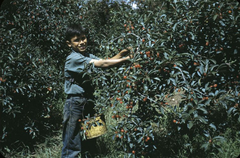 #3 Boy picking cherries, Bethany Indian Mission, Wittenberg, Wisconsin, 1953