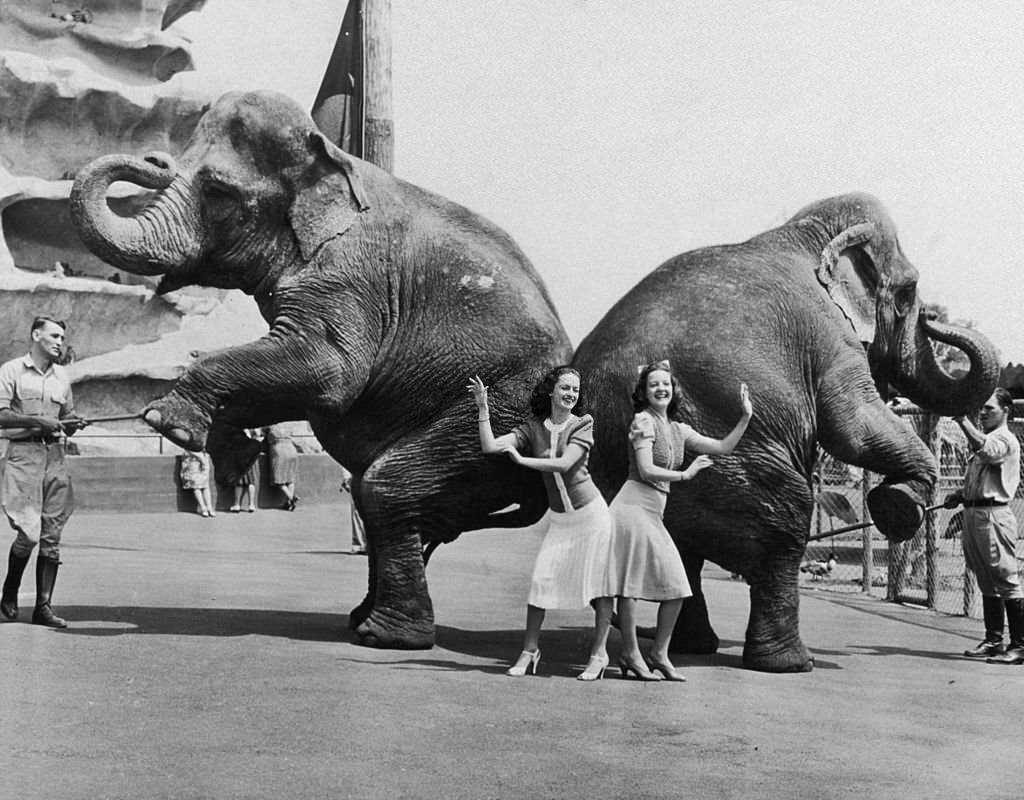 #130 Virginia Stevenson (L) and Rivers Harrison imitate the pose of two of Frank Buch’s elephants at the 1939 New York World’s Fair in Flushing Meadow Park, Queens, New York City.