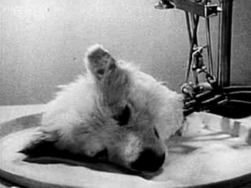 A Soviet Doctor removed a Dog&;s Head and Kept it Alive without Its Body, 1920s Weird