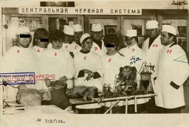 A Soviet Doctor removed a Dog&;s Head and Kept it Alive without Its Body, 1920s Weird