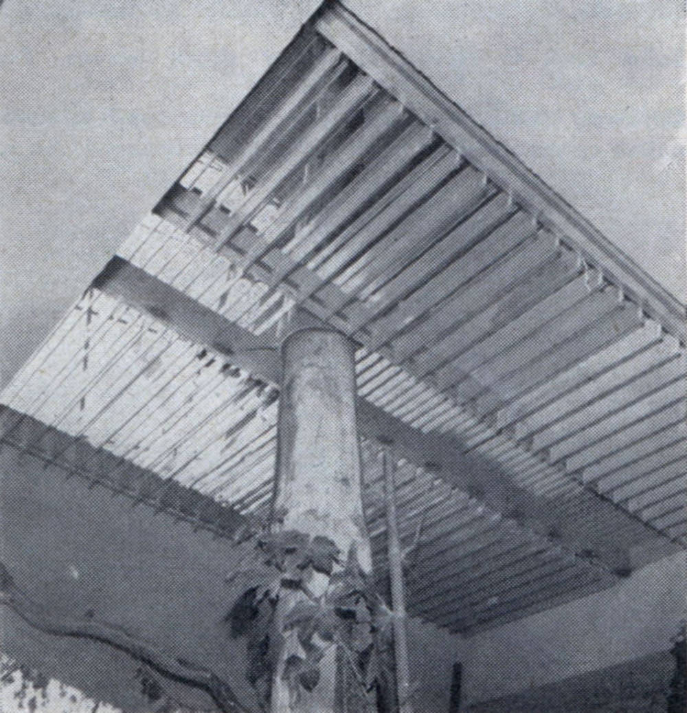 #8 Tree inside house extends full three stories, here passes through large floor window of louvered glass.