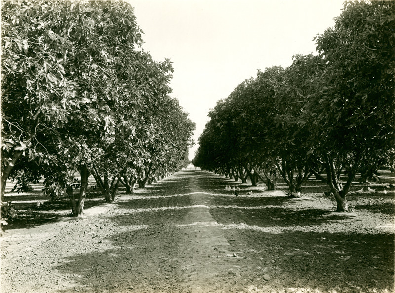 #25 Fig orchard near Bakersfield, 1907