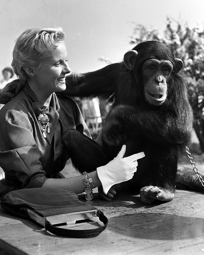 #18 Anne Todd with a chimpanzee.