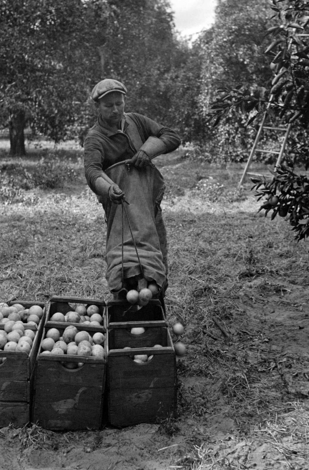 #72 A Florida orange picker. Many of these workers are migrants, Polk County, Florida, 1930s