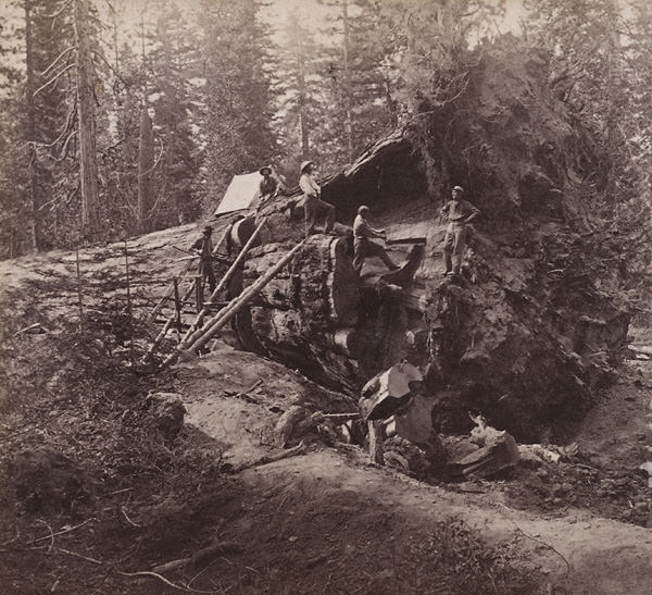 #11 Cutting Out a Section of the Big Tree, 1860