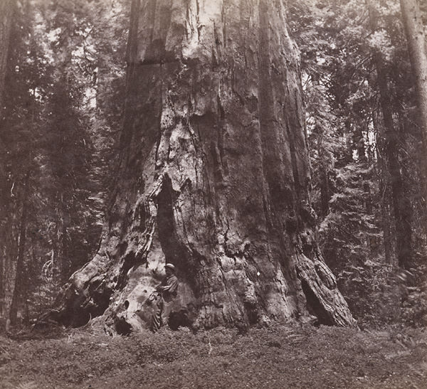 #15 Big Tree in the Fresno Grove, 79 feet circumference–10 miles south, 1870
