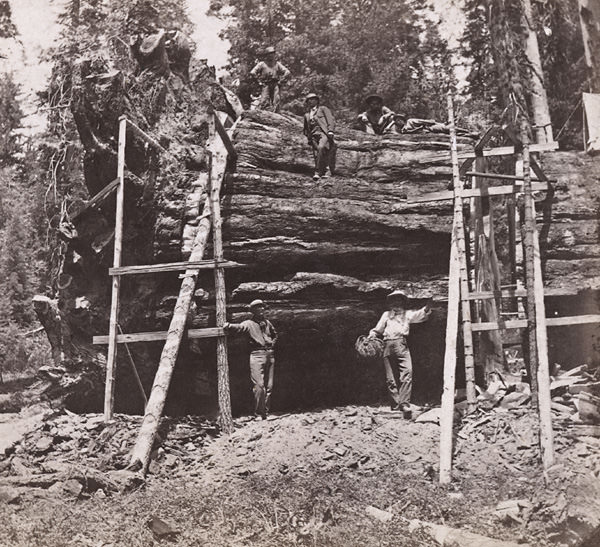 #8 A Felled Tree, 78 feet circumference, 1870