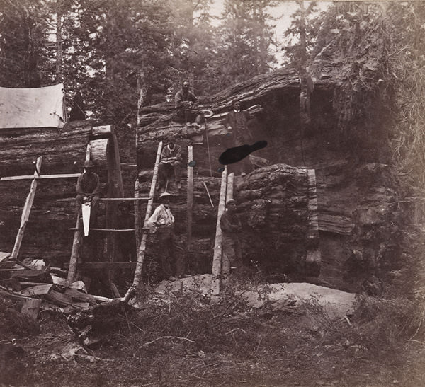 #9 1 The Cross-Cut in the Big Tree, 1860