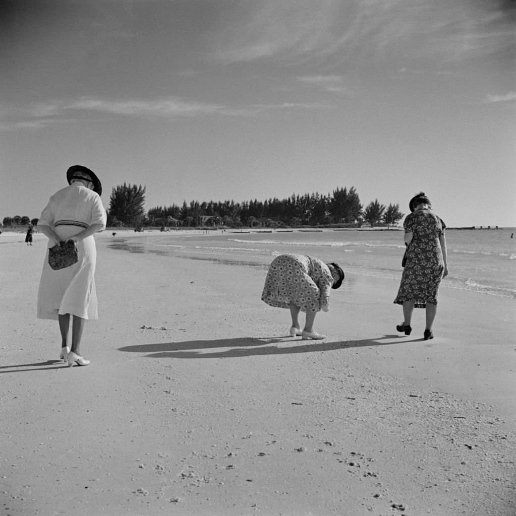 #111 Women in Dresses Collecting Seashells on Beach, Rear View, Sarasota, Florida, January 1941